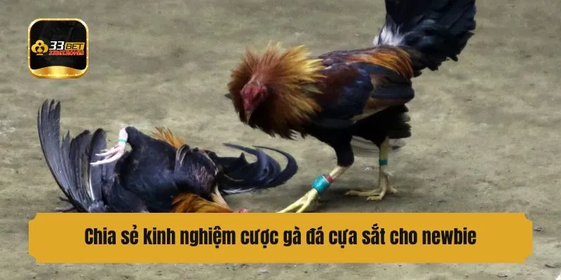 Chia sẻ kinh nghiệm cược gà đá cựa sắt cho newbie