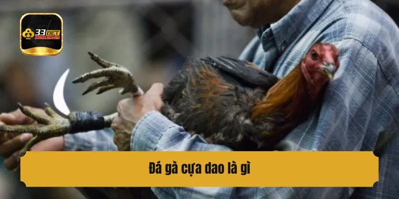 Đá gà cựa dao là gì