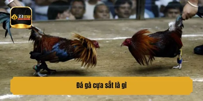 Đá gà cựa sắt là gì