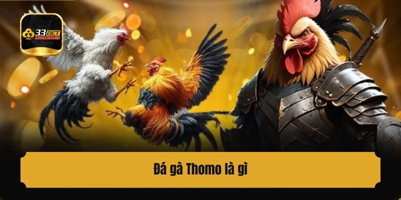Đá gà Thomo là gì