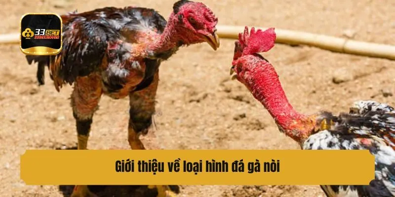 Giới thiệu về loại hình đá gà nòi