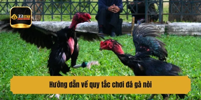 Hướng dẫn về quy tắc chơi đá gà nòi