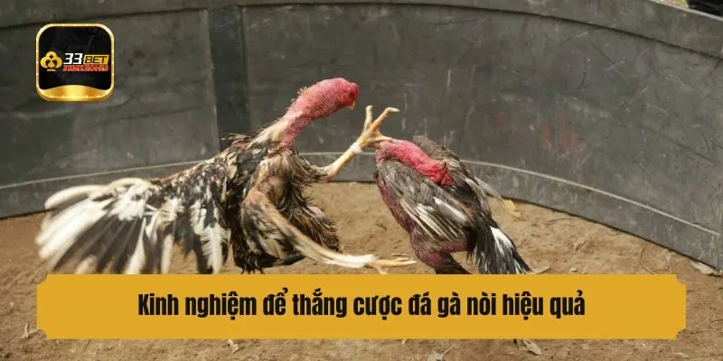 Kinh nghiệm để thắng cược đấu gà nòi hiệu quả