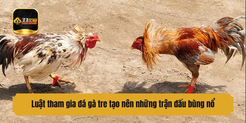 Luật tham gia đấu kê tre tạo nên những trận đấu bùng nổ