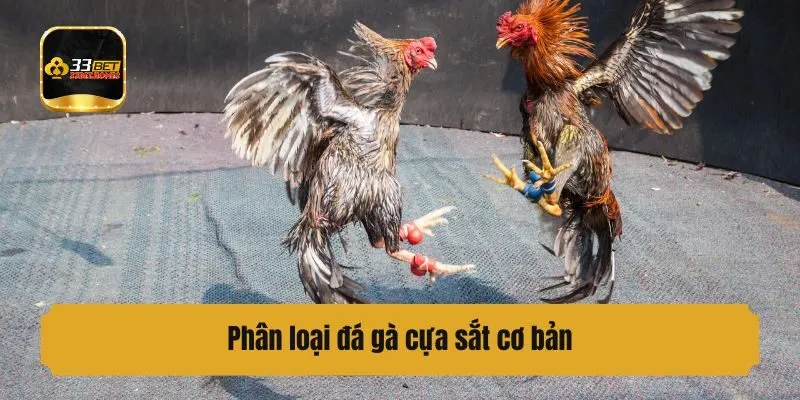 Phân loại đá gà cựa sắt cơ bản