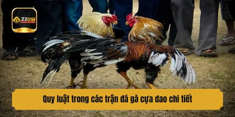 Quy luật trong các trận đá gà cựa dao chi tiết