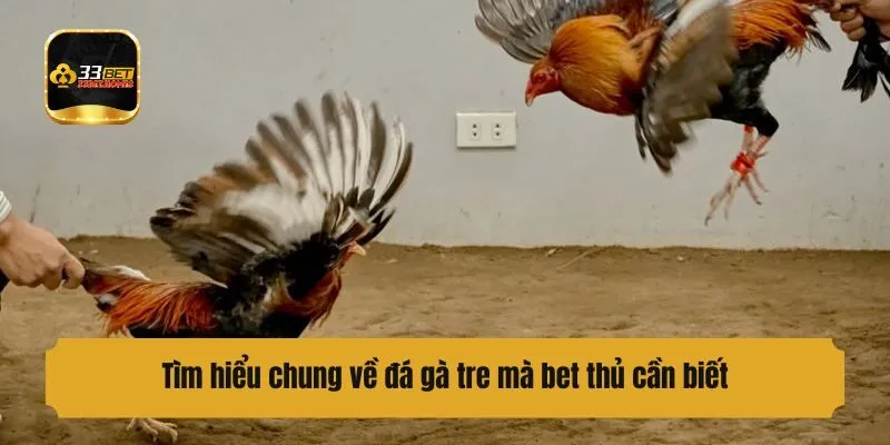 Tìm hiểu chung về đá gà tre mà bet thủ cần biết