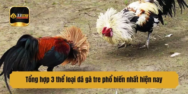 Tổng hợp 3 thể loại đá gà tre phổ biến nhất hiện nay