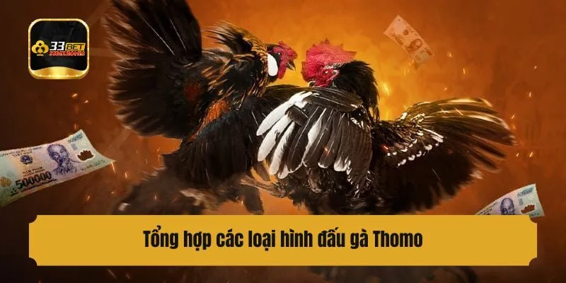 Tổng hợp các loại hình đấu gà Thomo