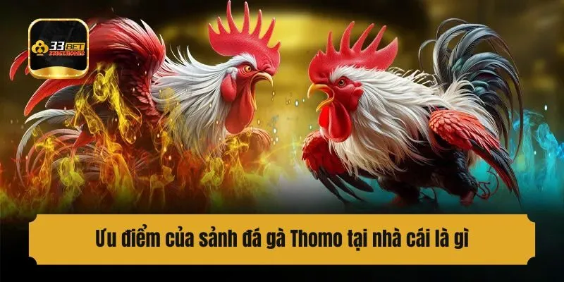 Ưu điểm của sảnh đá gà Thomo tại nhà cái là gì